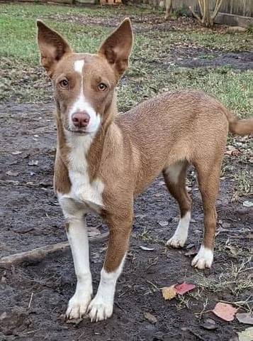 Pixie, adopted