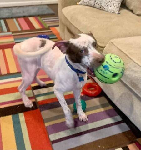 Tucker, adopted