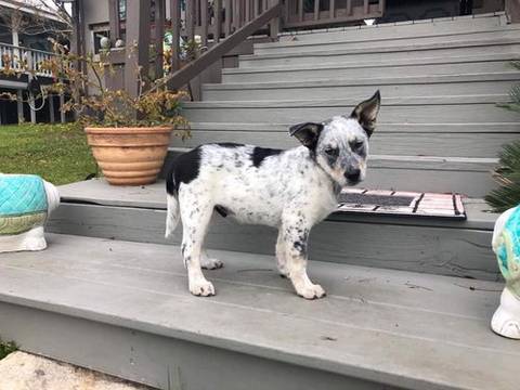 Bernie, adopted
