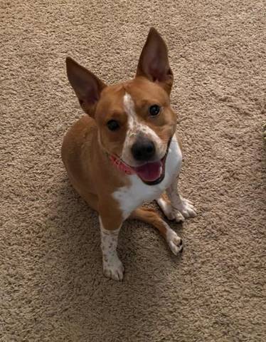 Maize, adopted