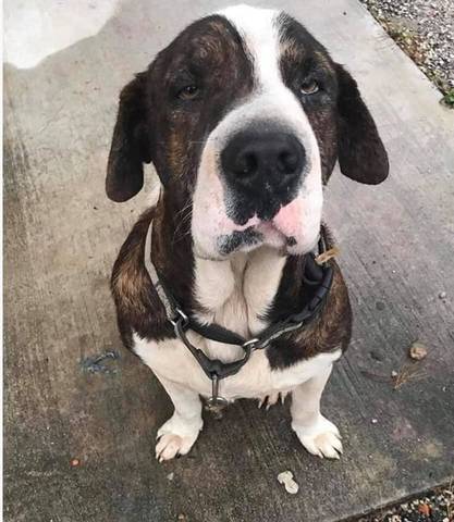 Kingsley, adopted