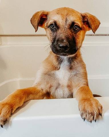 Thor, adopted