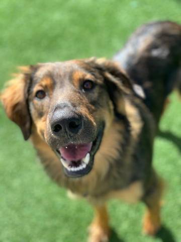 Vixen, adopted