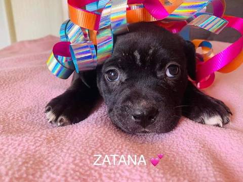 Zatana, adopted