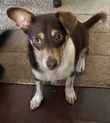 Bindi, adopted