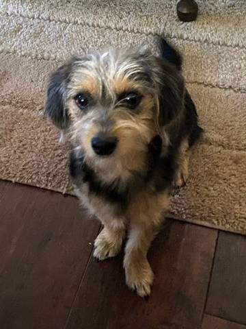 Lucy, adopted