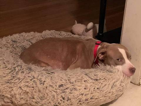 Poppy, adopted