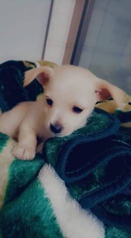 Conquito, adopted