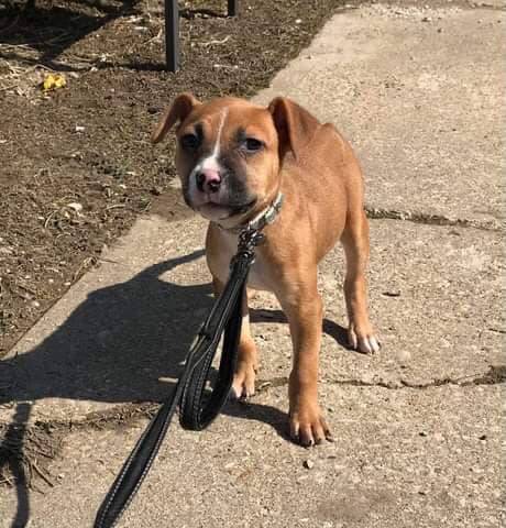 Maddie, adopted
