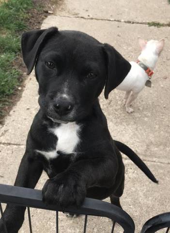 Simon, adopted
