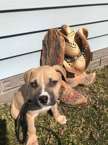 Annie, adopted