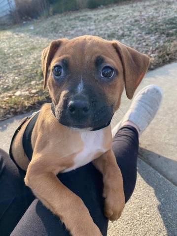 Triss, adopted