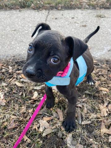 Rosie, adopted
