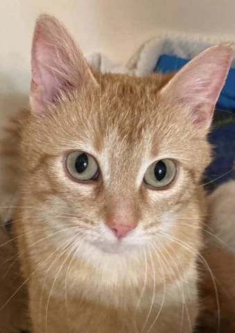 Cece, adopted