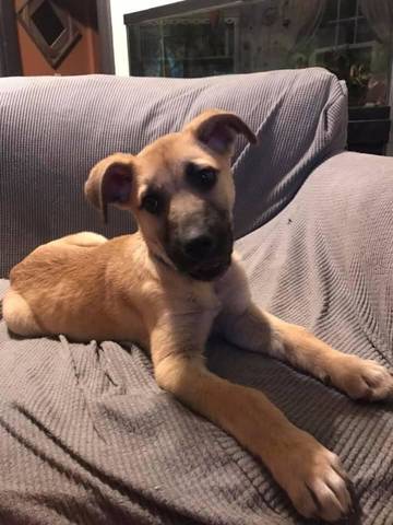 Houston, adopted