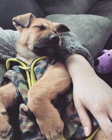 Hank, adopted