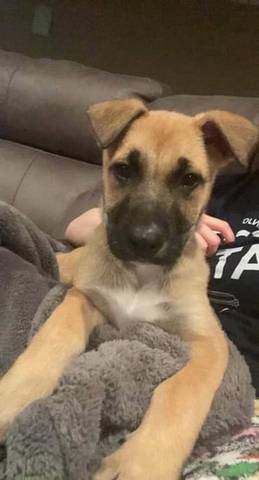 Scooby, adopted