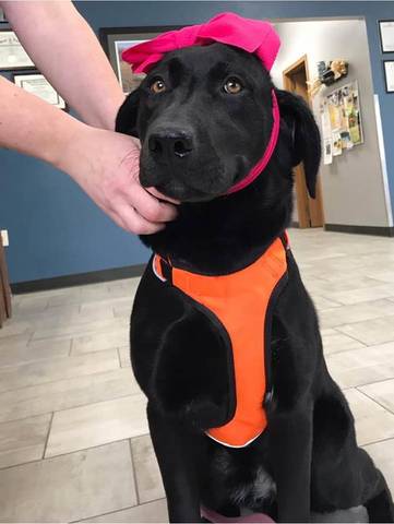 Baylor, adopted