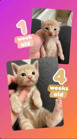 Nick, adopted