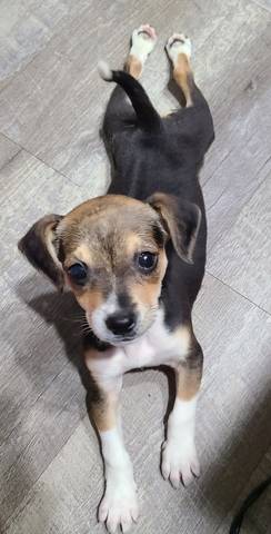 Tootsie, adopted