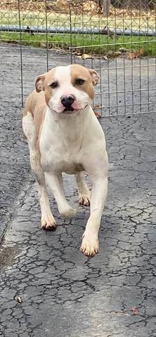 Kash, adopted