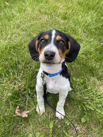 Chetney, adopted