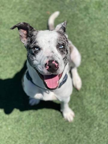 Titan, adopted
