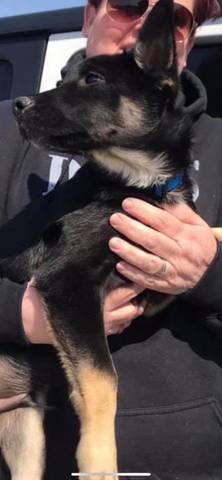 Zeus, adopted