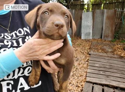 Bruno, adopted