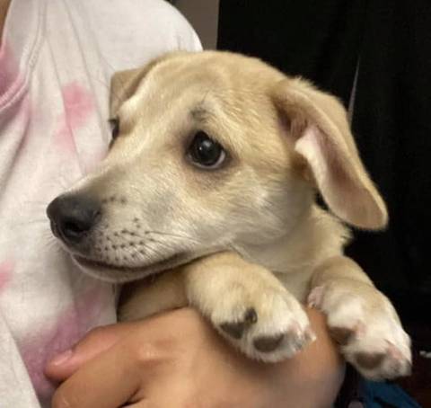 Elwood, adopted