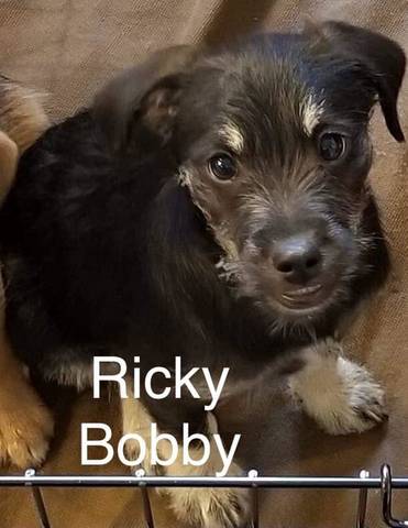 Ricky Bobby, adopted