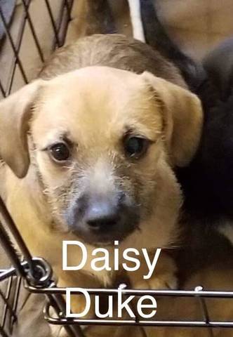 Daisy Duke, adopted