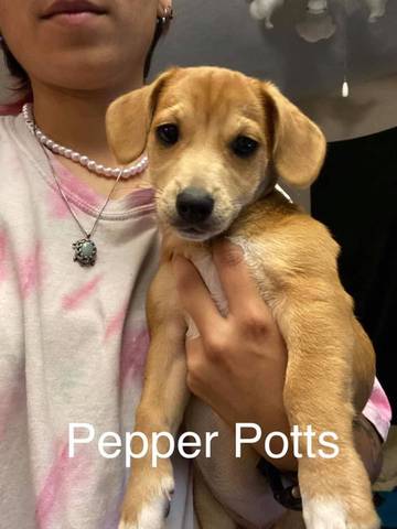 Pepper Potts, adopted