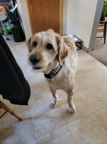 Boomer, adopted