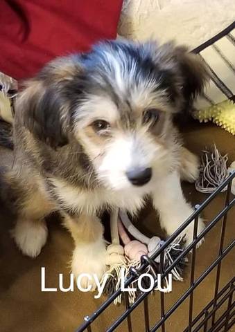 Lucy Lou, adopted