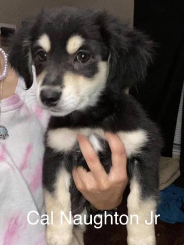 Cal Naughton Jr, adopted