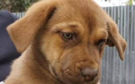 Sadie, adopted