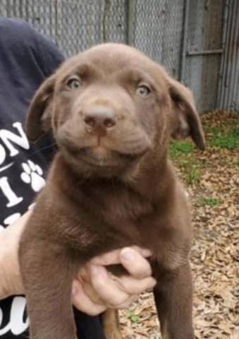 Dora, adopted
