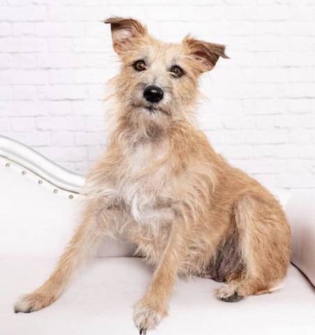 Ginger, adopted