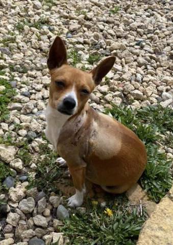 Junie, adopted