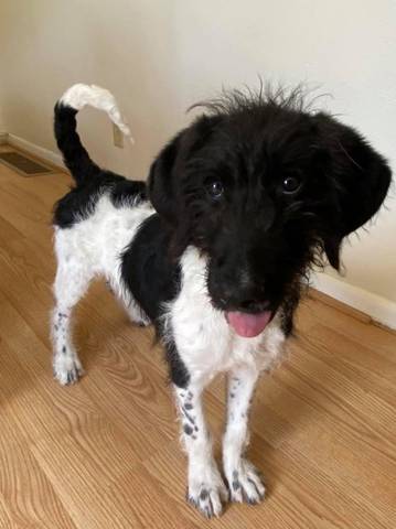 Scout, adopted