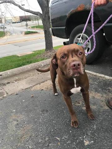 Ryker, adopted