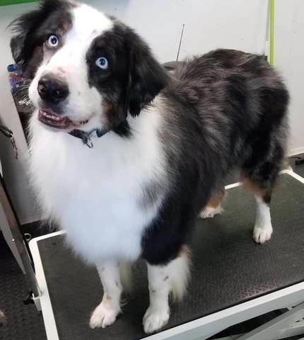 Tank, adopted