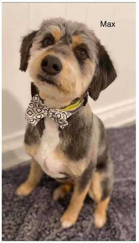 Max, adopted