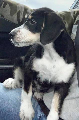 Hopee, adopted