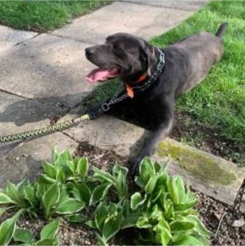 Mack, adopted
