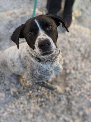 Rex, adopted