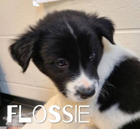 Flossie, adopted