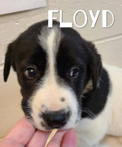Floyd, adopted
