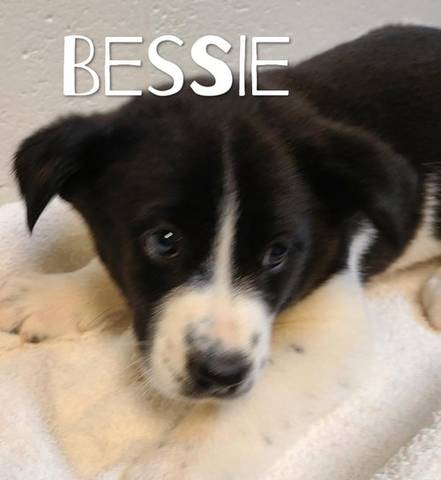 Bessie, adopted